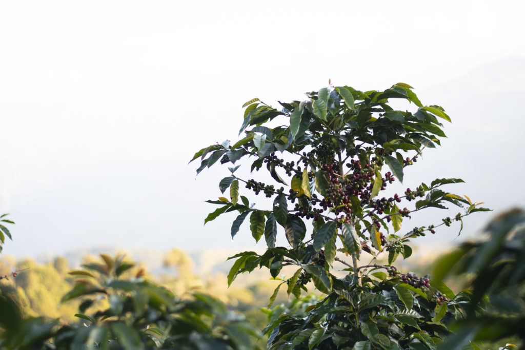 Eine Kaffeepflanze mit den Kaffeekirschen ist zu sehen. 